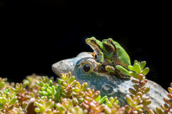 Картинка животные лягушки природа окрас лягушка