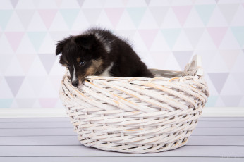 Картинка животные собаки собака шерсть порода окрас животное