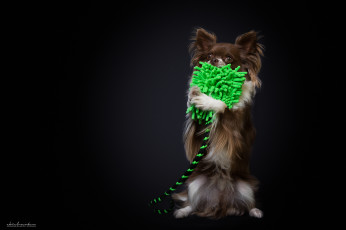 Картинка животные собаки животное порода шерсть окрас собака