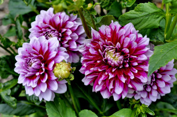 обоя цветы, георгины, цветок