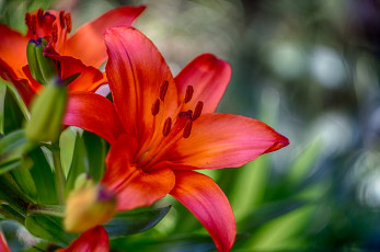 Картинка цветы лилии +лилейники цветок