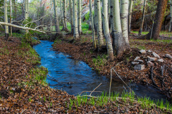Картинка природа реки озера река лес