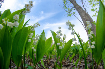 Картинка цветы ландыши цветок