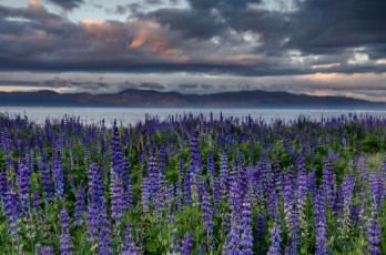 Картинка цветы луговые+ полевые +цветы цветок