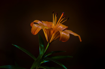 Картинка цветы лилии +лилейники цветок