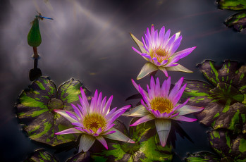 Картинка цветы лилии+водяные +нимфеи +кувшинки цветок