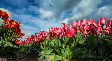 Картинка цветы тюльпаны цветок