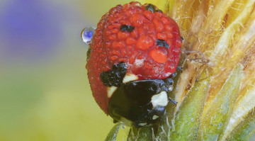 Картинка животные божьи+коровки божья коровка капли макро