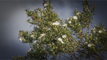 Картинка цветы цветущие+деревья+ +кустарники цветок