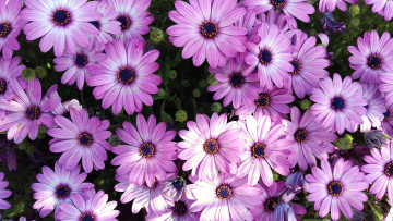 обоя цветы, диморфотеки, цветок