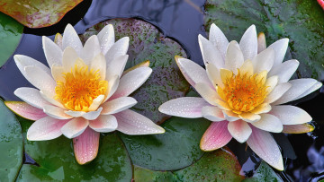 Картинка цветы лилии+водяные +нимфеи +кувшинки цветок