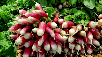 Картинка еда редис +репа +редька плоды