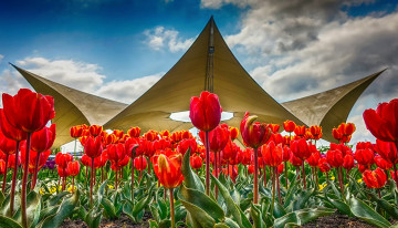 Картинка цветы тюльпаны цветок