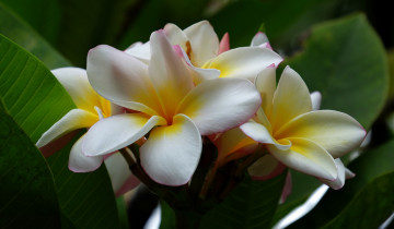 Картинка цветы плюмерия цветок