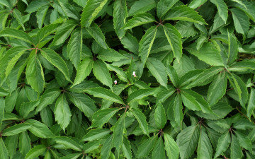 Картинка природа листья лето