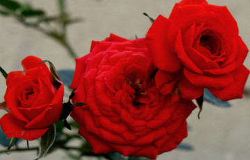 Картинка цветы розы bud rose blossoms leaves роза petals цветение листья лепестки бутон