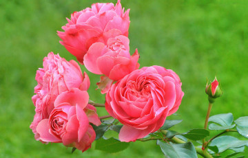 Картинка цветы розы цветок