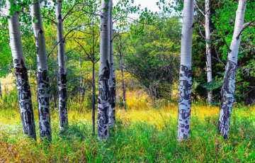 Картинка природа лес деревья