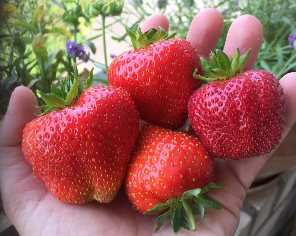 Обои картинки фото еда, клубника,  земляника, плоды