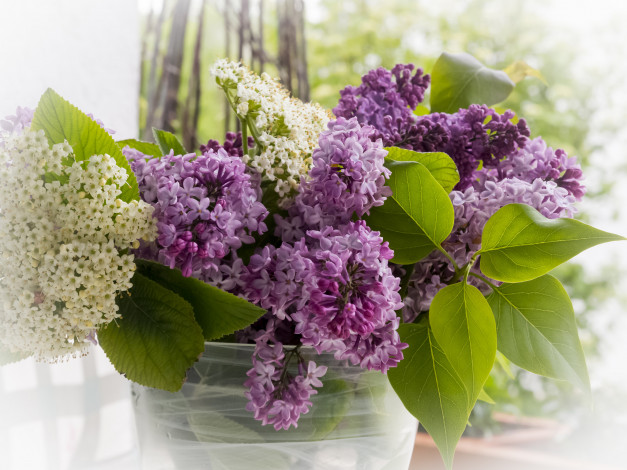 Обои картинки фото цветы, сирень, цветок