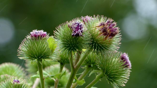 Обои картинки фото цветы, цветок