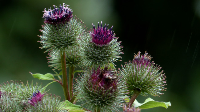 Обои картинки фото цветы, цветок