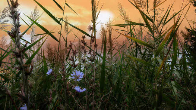 Обои картинки фото цветы, луговые , полевые,  цветы, цветок