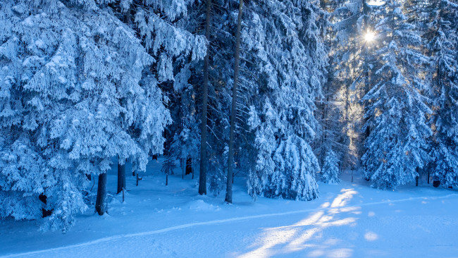 Обои картинки фото природа, зима, снег