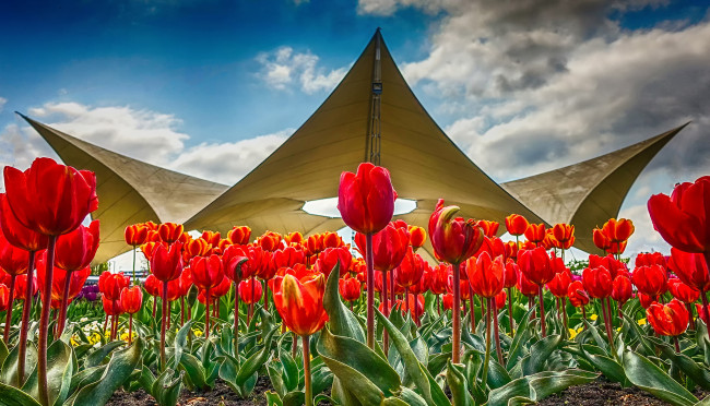 Обои картинки фото цветы, тюльпаны, цветок