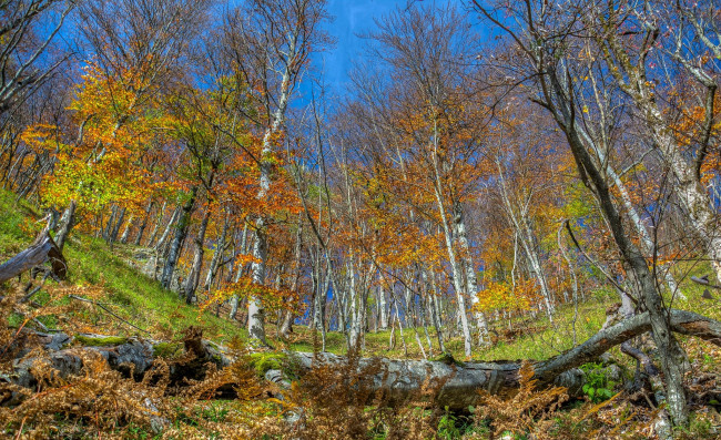 Обои картинки фото природа, лес, деревья