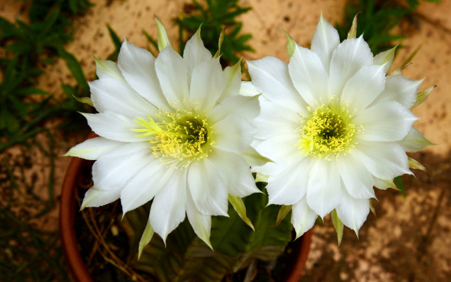 Обои картинки фото цветы, кактусы, цветок