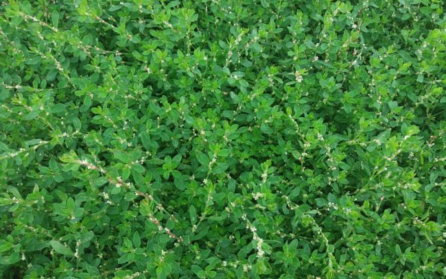 Обои картинки фото природа, листья, лето