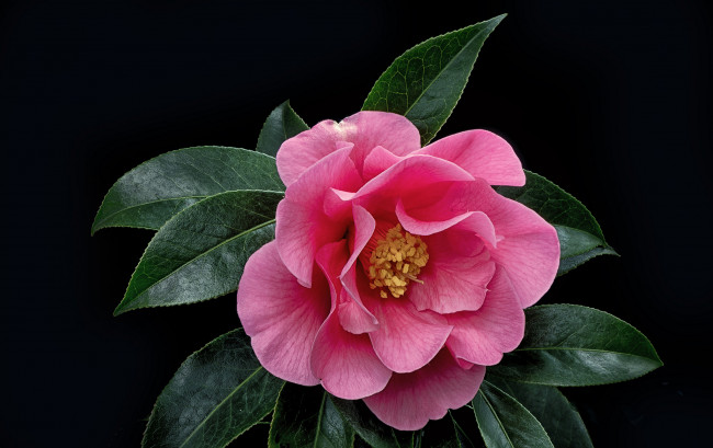 Обои картинки фото цветы, камелии, цветок