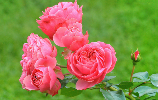 Обои картинки фото цветы, розы, цветок