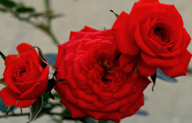 Обои картинки фото цветы, розы, bud, rose, blossoms, leaves, роза, petals, цветение, листья, лепестки, бутон