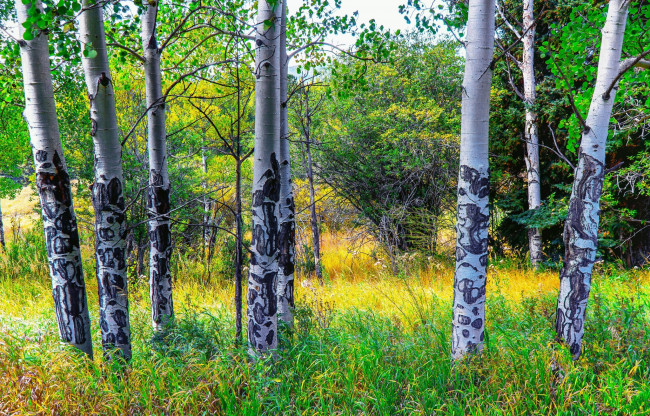 Обои картинки фото природа, лес, деревья