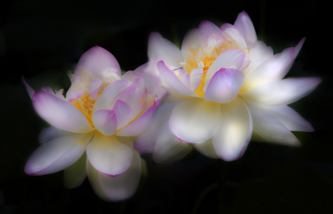 Обои картинки фото цветы, лилии водяные,  нимфеи,  кувшинки, цветок