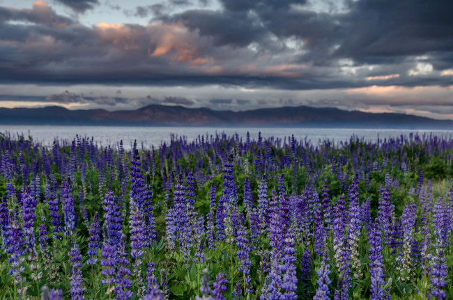 Обои картинки фото цветы, луговые , полевые,  цветы, цветок