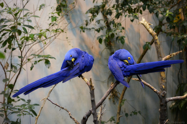 Обои картинки фото животные, попугаи, птица, окрас, перья