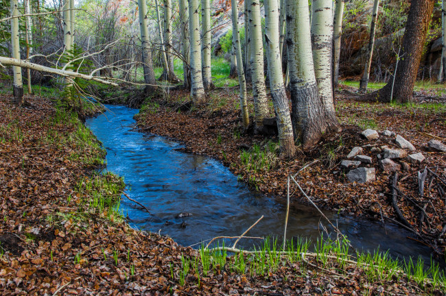 Обои картинки фото природа, реки, озера, река, лес