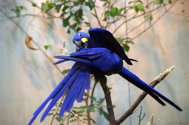 Обои картинки фото животные, попугаи, перья, окрас, птица, забавная