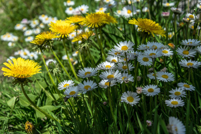 Обои картинки фото цветы, луговые , полевые,  цветы, цветок