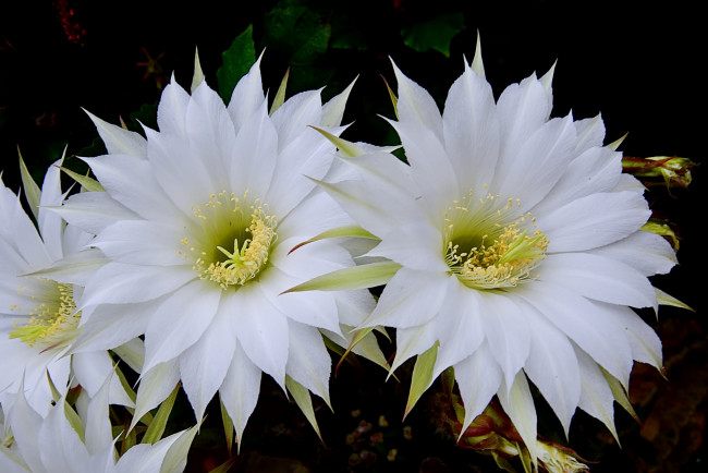 Обои картинки фото цветы, кактусы, цветок