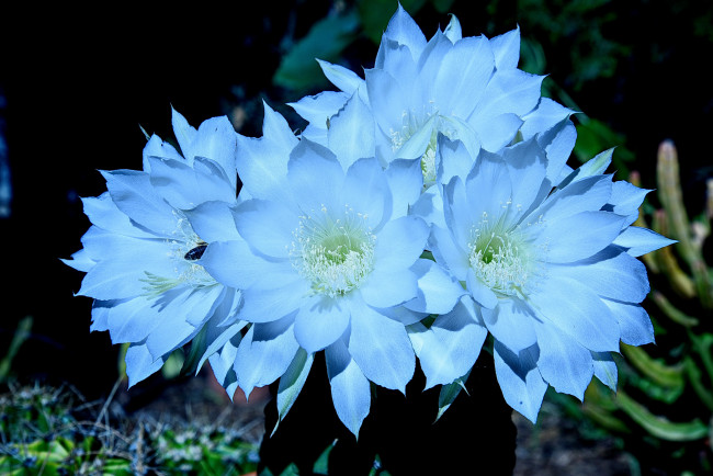 Обои картинки фото цветы, кактусы, цветок