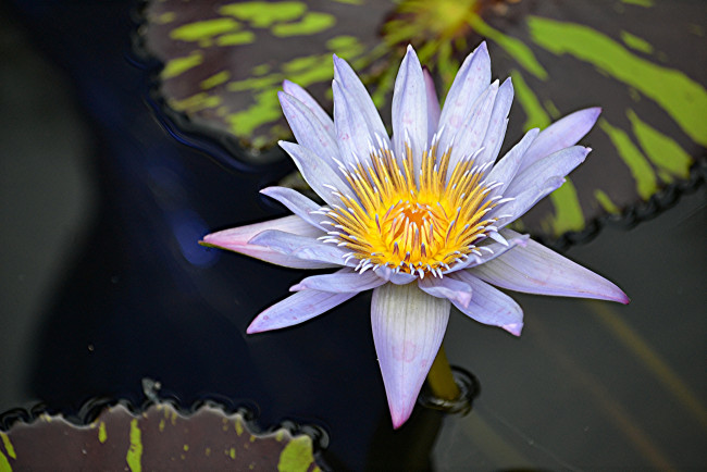 Обои картинки фото цветы, лилии водяные,  нимфеи,  кувшинки, цветок