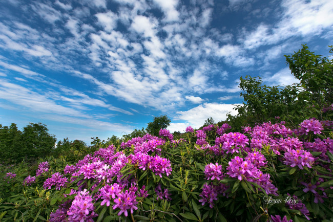 Обои картинки фото цветы, луговые , полевые,  цветы, цветок