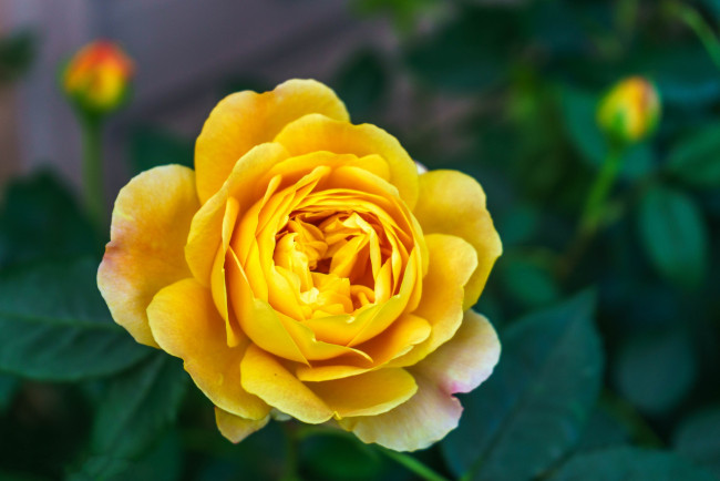 Обои картинки фото цветы, розы, цветок