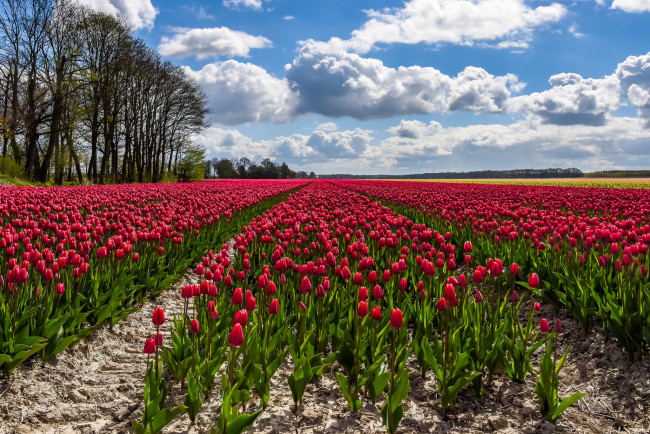 Обои картинки фото цветы, тюльпаны, цветок