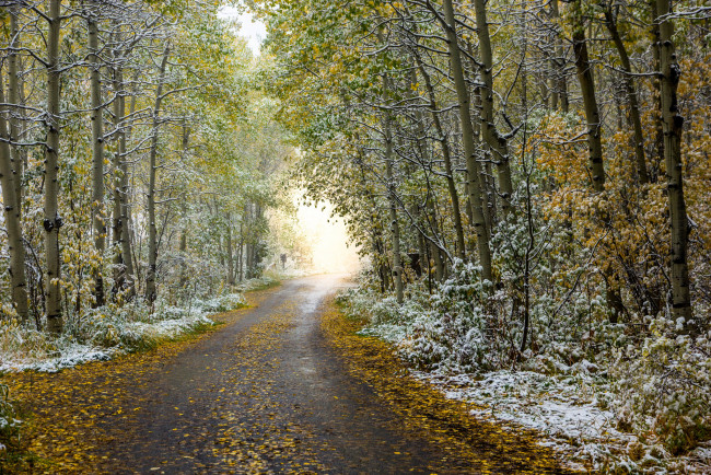 Обои картинки фото природа, дороги, аллея