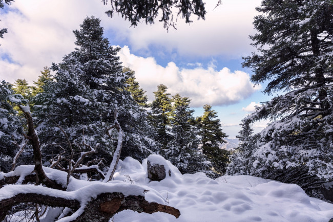 Обои картинки фото природа, зима, снег